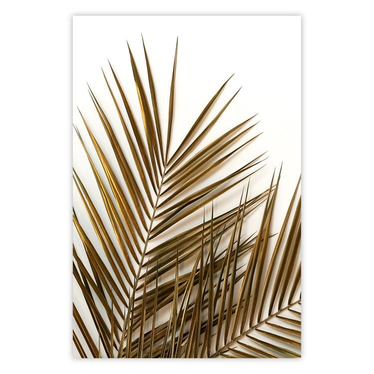 Poster Coconut Palm - composition of plant with green leaves on white background