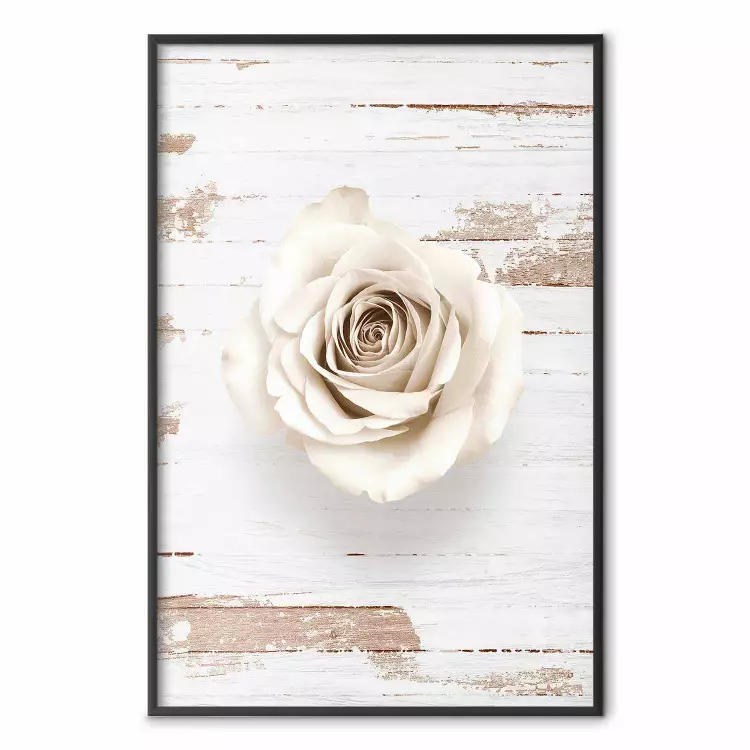 Pastel Whirl - white rose flower on background of light wooden planks