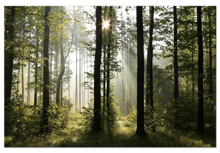 Large canvas print Forest: Beautiful Morning [Large Format]