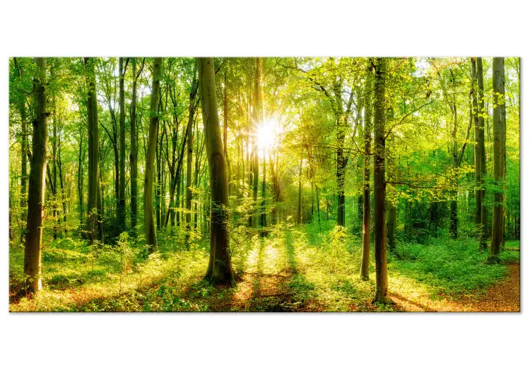 Green Magic II - Forest with sunlight filtering through the trees