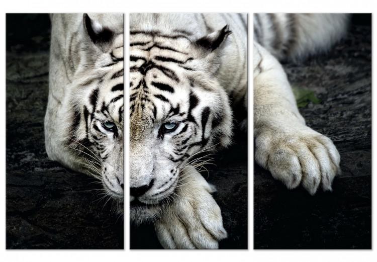 Canvas Print Calm tiger - triptych with a lying tiger on a black background