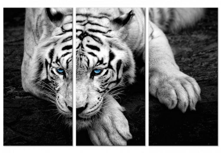 Canvas Print Calm tiger - triptych with a lying tiger with blue eyes