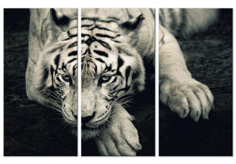 Canvas Print Calm tiger - sepia triptych with a lying tiger on a black background