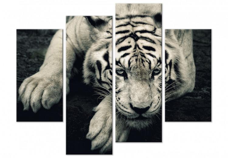 Canvas Print Calm tiger - a four-piece composition with a lying tiger