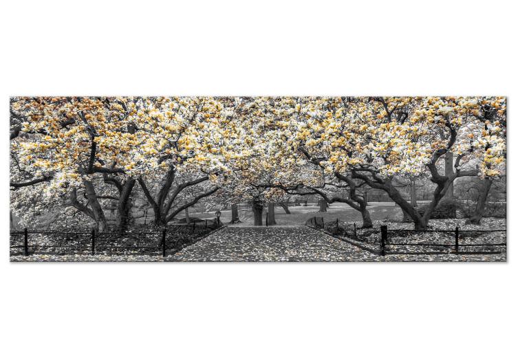 Canvas Print Blooming Magnolias - horizontal composition of yellow shaded magnolia