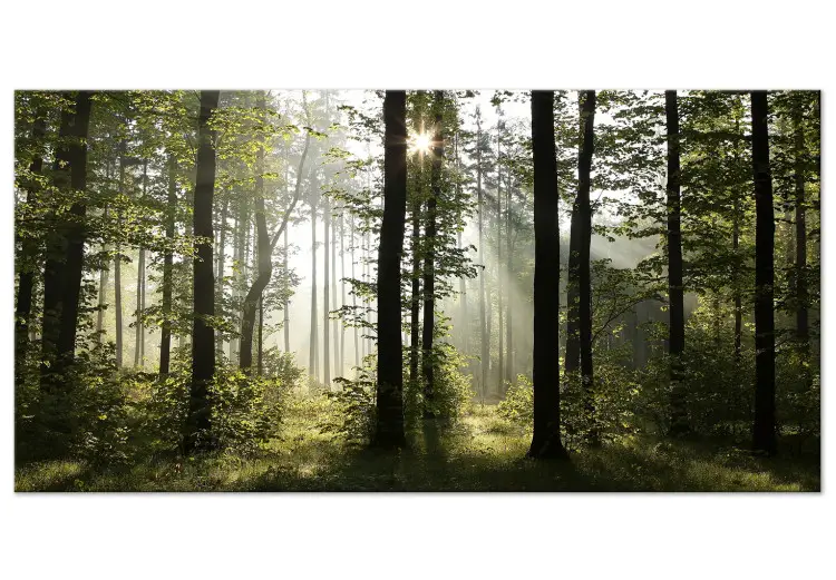 Forest: Wonderful Morning II - Forest landscape with sunlight filtering through the trees