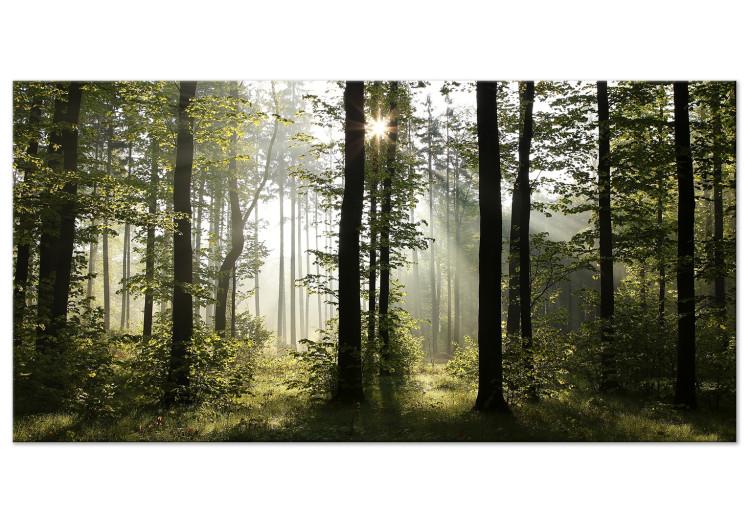 Large canvas print Forest: Beautiful Morning II [Large Format]