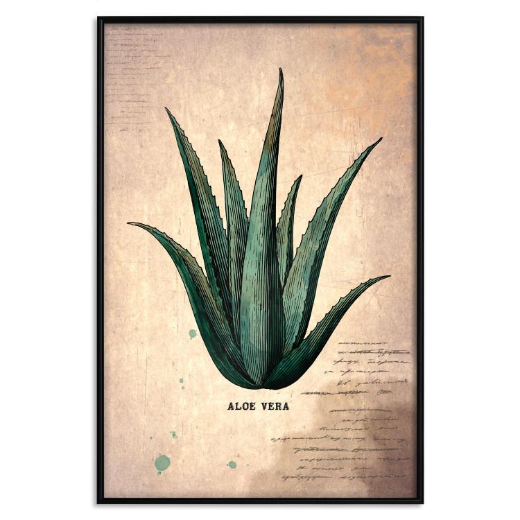 Poster Herbarium Page - vintage composition with green plant on brown background