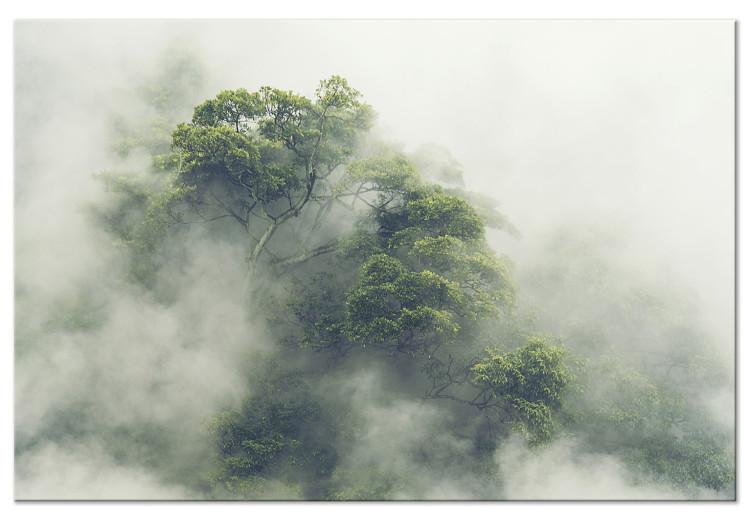 Canvas Print Misty Amazon (1-part) wide - landscape of an exotic forest
