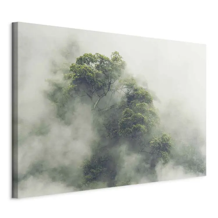 Misty Amazon wide - landscape of an exotic forest