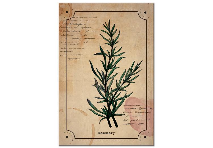 Canvas Print Rosemary sprig - retro graphic with a plant with inscriptions