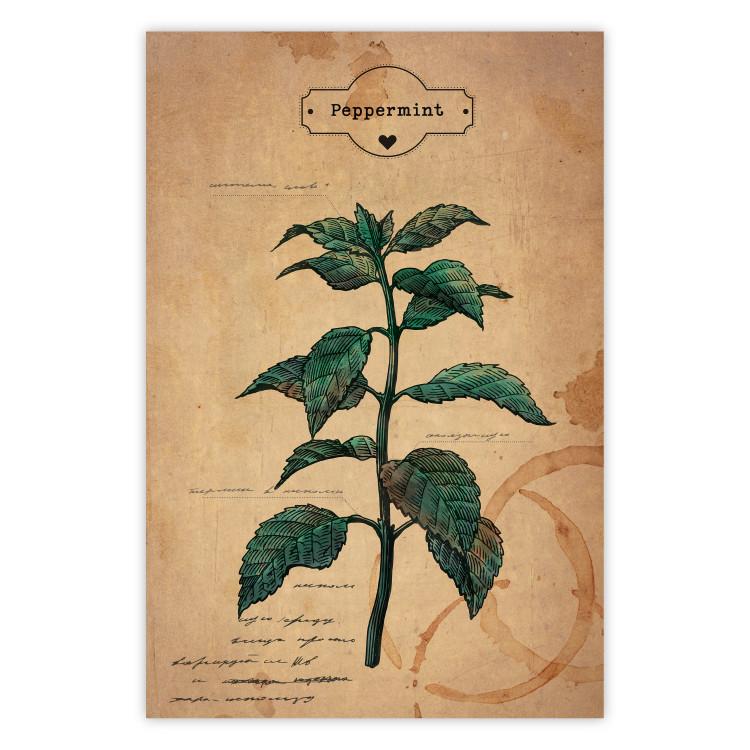 Poster Mint Fantasy - composition with green plant and sheet of paper in background