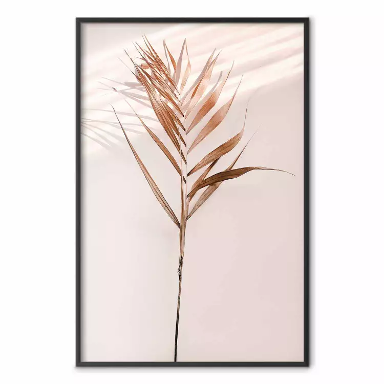 Exotic Shadow - plant with brown leaves against a uniform wall