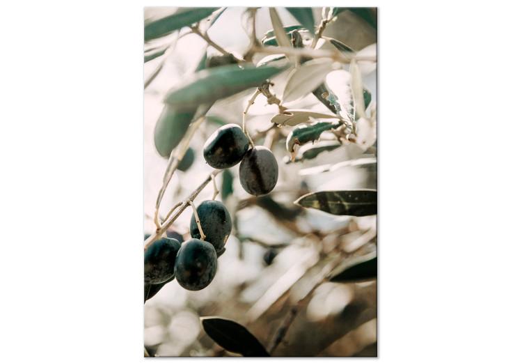 Canvas Print Olive Grove (1-piece) Vertical - nature of trees with black fruits