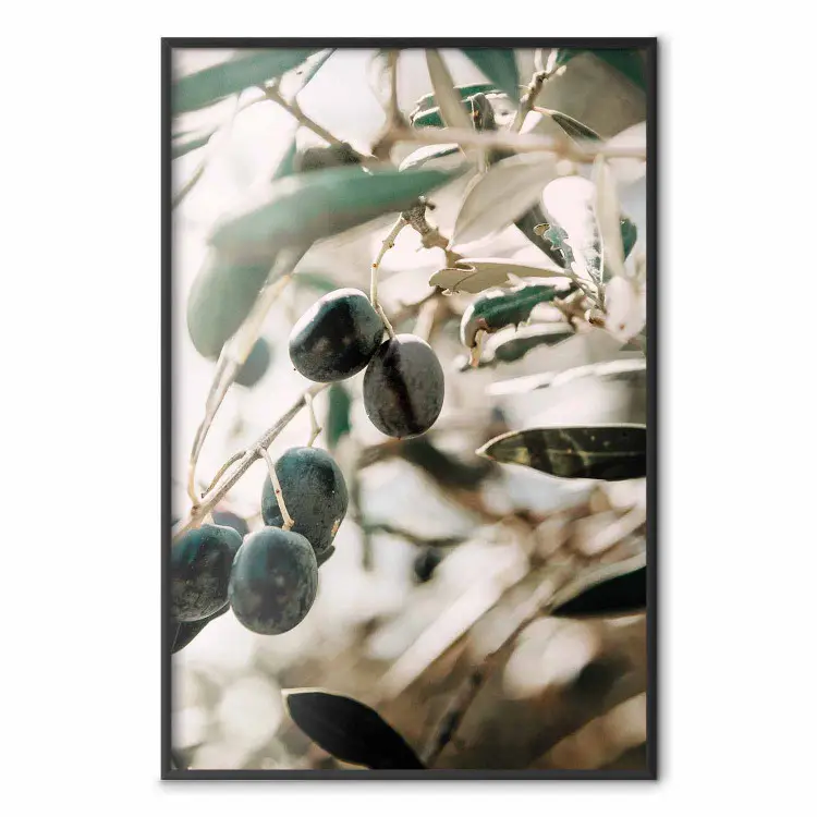 Olive Orchard - trees with leaves and black fruits on light background