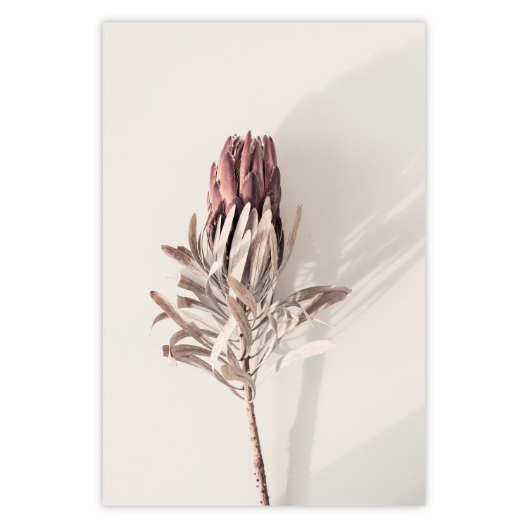 Poster Tropical Bud - dried tropical plant with flower on light background