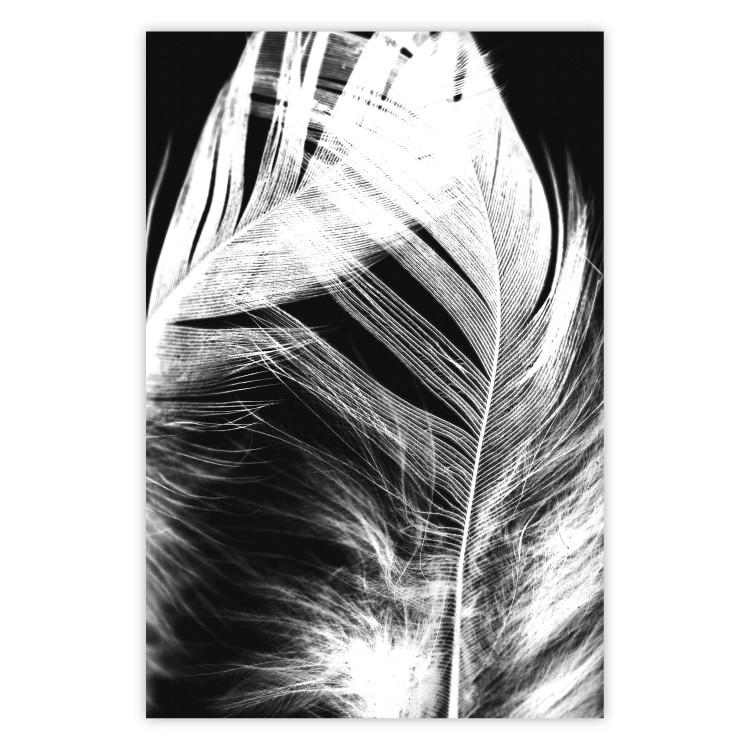 Poster White Feather - black and white bird feathers on a dark contrasting background