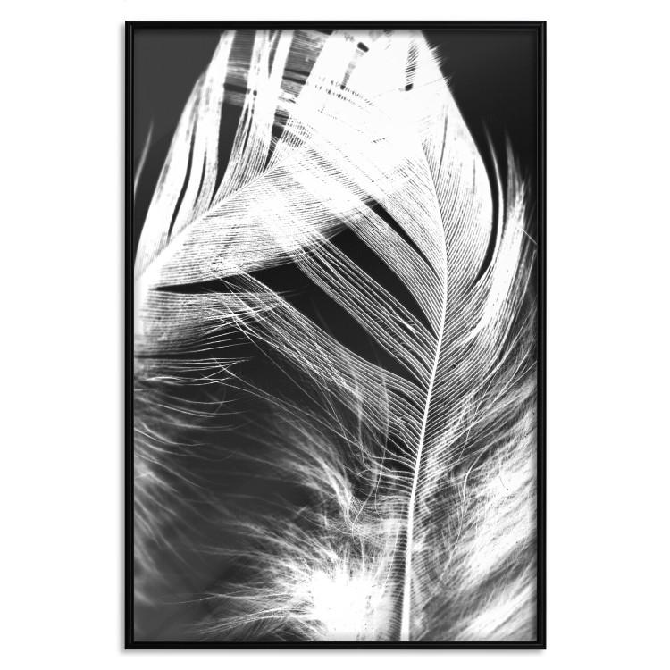 Poster White Feather - black and white bird feathers on a dark contrasting background