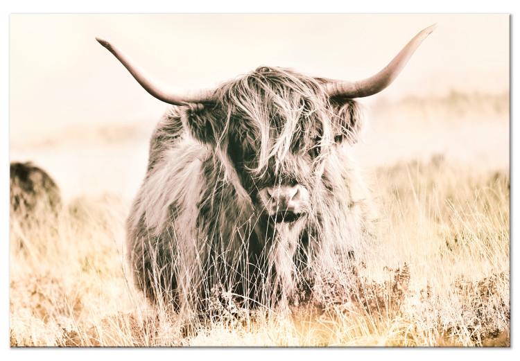Canvas Print Scottish Giant (1-piece) Wide - meadow landscape with an animal