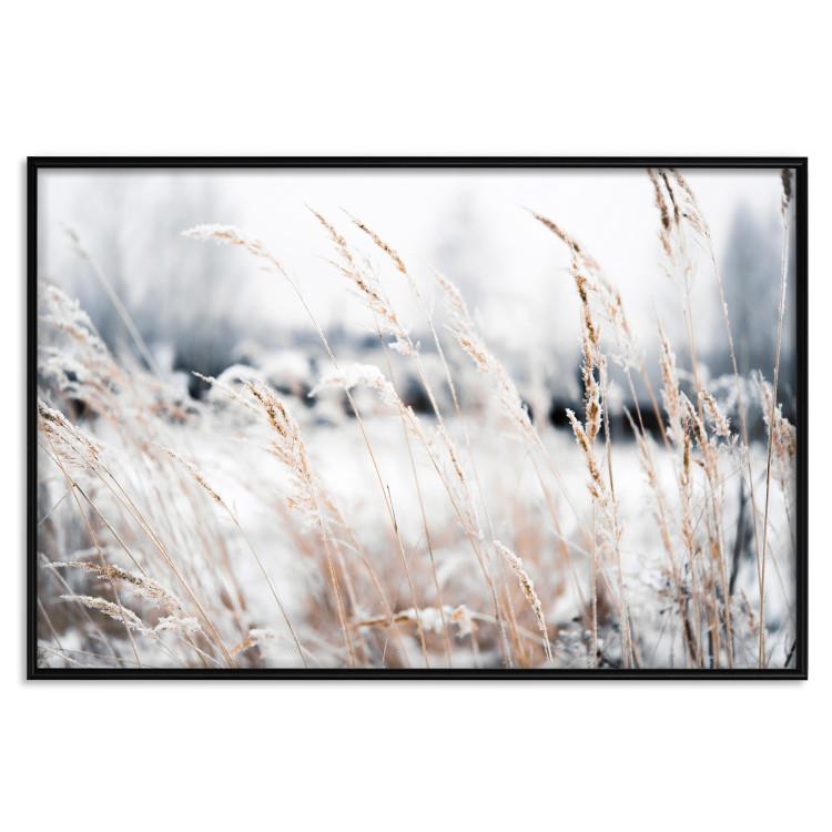 Poster Land of Ice - winter landscape of a meadow with golden plants on a light background