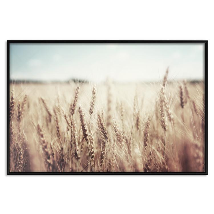 Poster Golden Field - landscape of a field full of golden grain against the sky