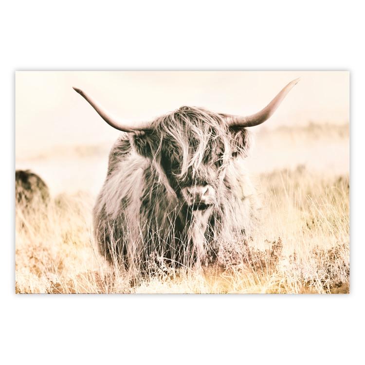 Poster Scottish Giant - black animal amidst a golden field landscape