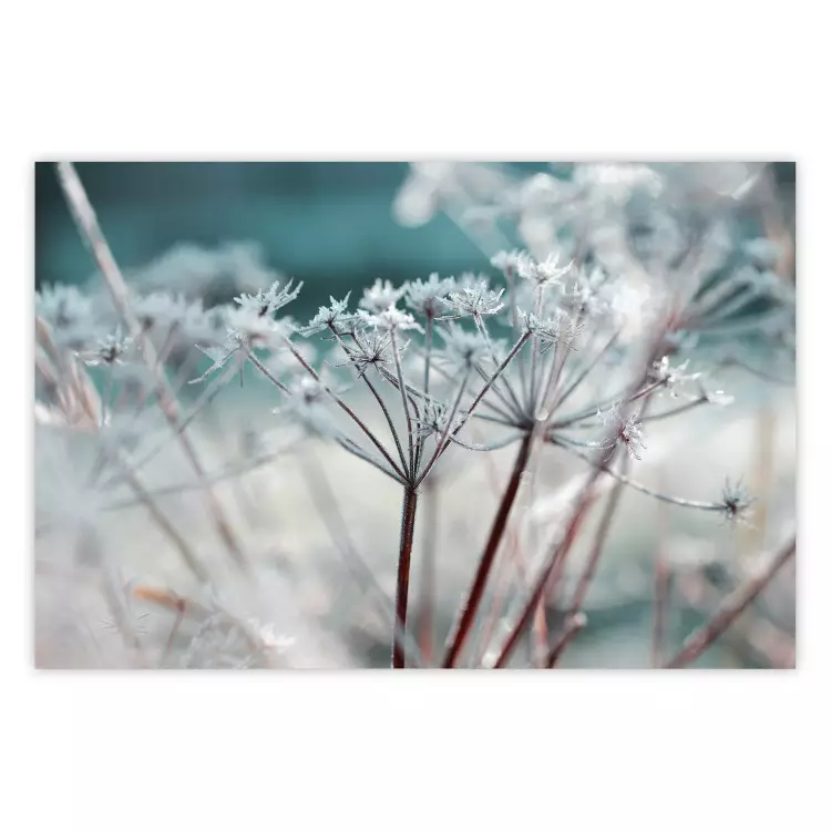 Poster Autumn Hoarfrost - winter landscape of frosted plants on a light background