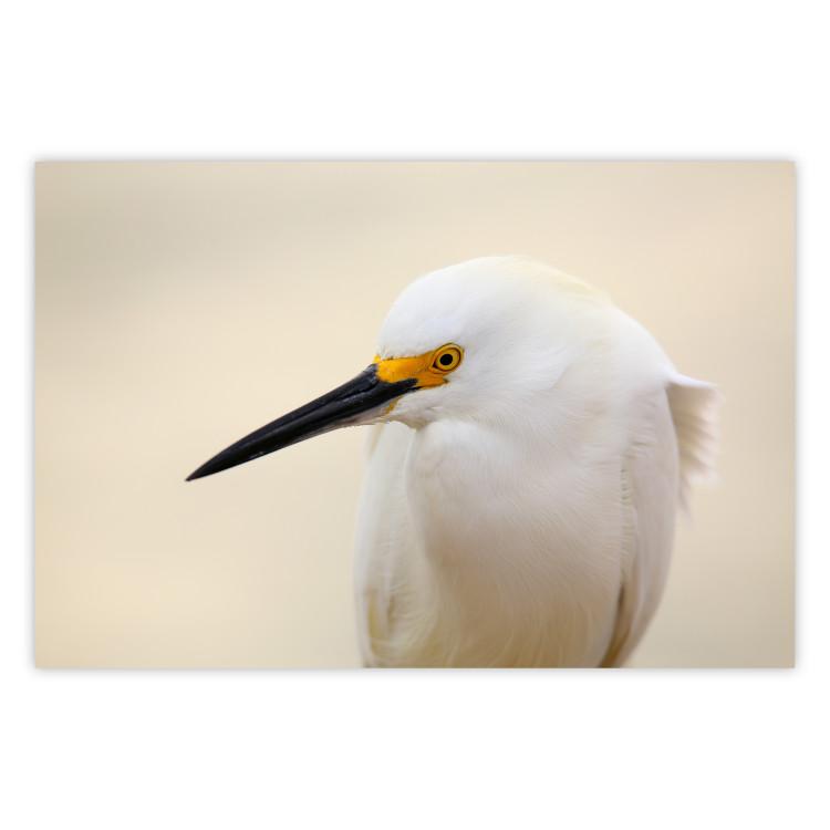 Poster Snowy Egret - bird with a black beak and yellow face on a light background