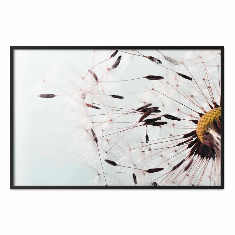 Gust of Wind - dandelion flower against a contrasting clear sky