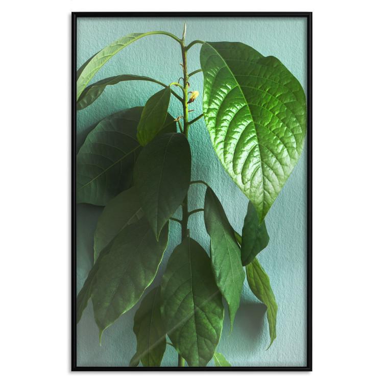 Poster Avocado - tall plant with green leaves against a turquoise wall