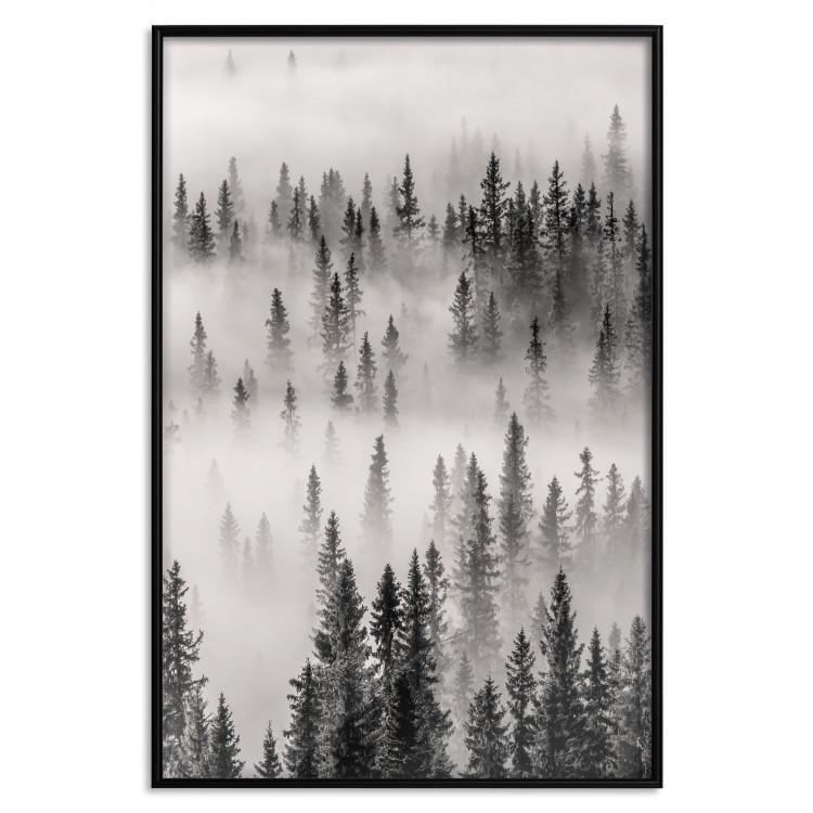 Poster Nesting Site - landscape of a forest with spruce trees covered in thick fog