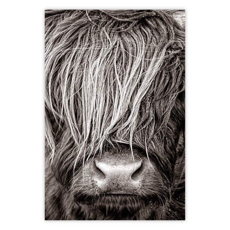 Poster Face to Face with Nature - black and white portrait of an animal with hair
