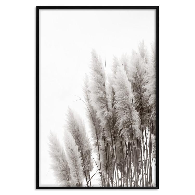 Poster Waiting for the Wind - monochromatic landscape of plants on a white background