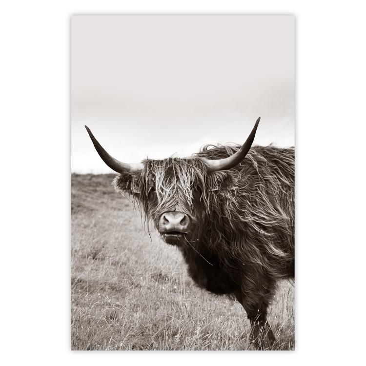 Poster Ancient - animal with long hair against a field and clear sky