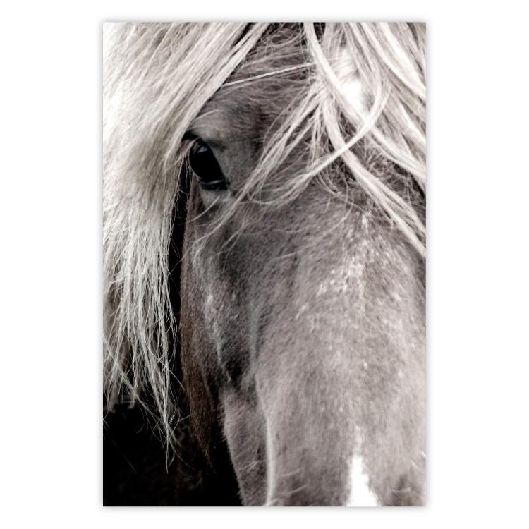 Poster Free Spirit - black and white portrait of a horse with a clearly visible face