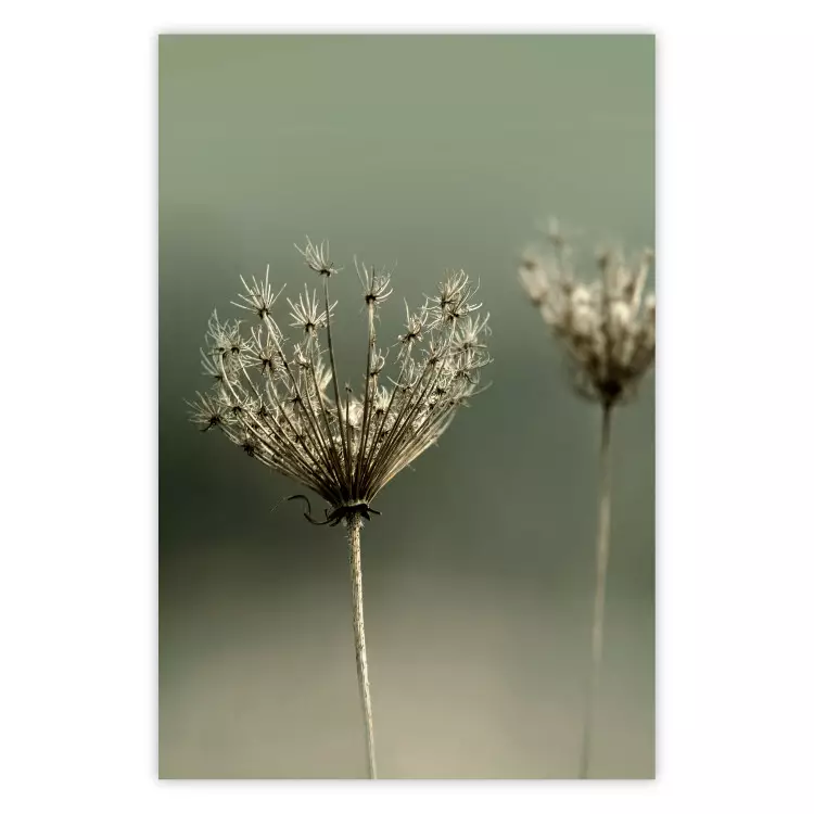 Longing for Summer Past - summer plant against a blurred green background