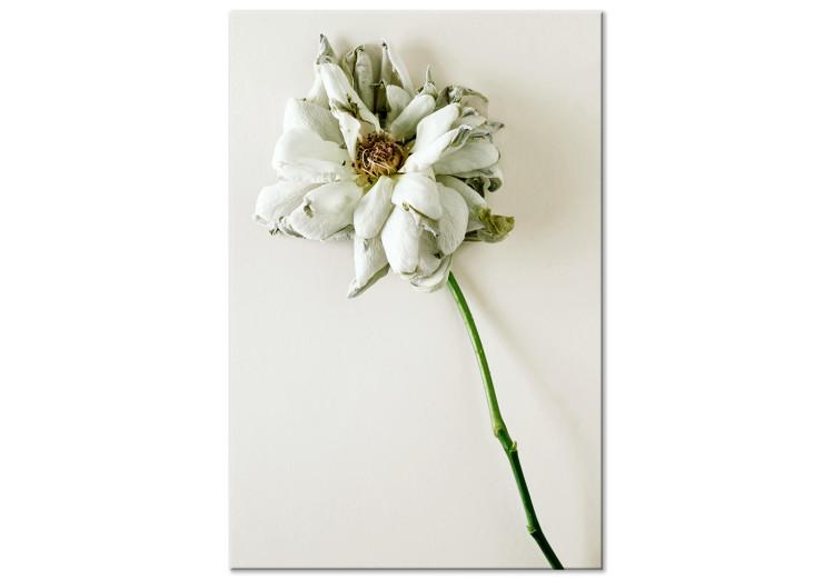 Canvas Print Dried Memory (1-piece) Vertical - flower on white background