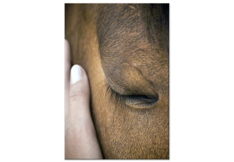 Canvas Print Soothing Touch (1-piece) Vertical - hand stroking a brown horse