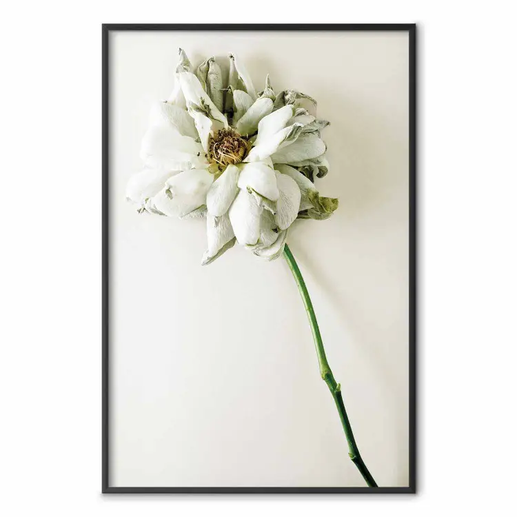 Dried Memory - plant with white flower on a uniform background