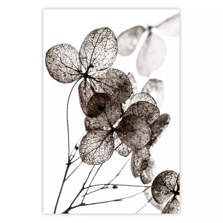 Transparent Clover - composition of a plant with leaves on a white background