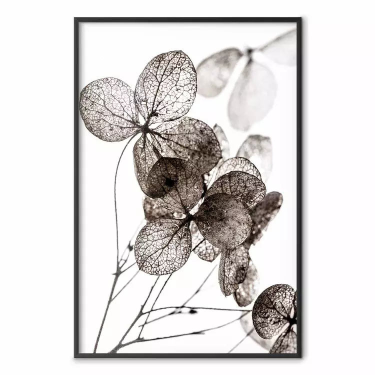 Transparent Clover - composition of a plant with leaves on a white background