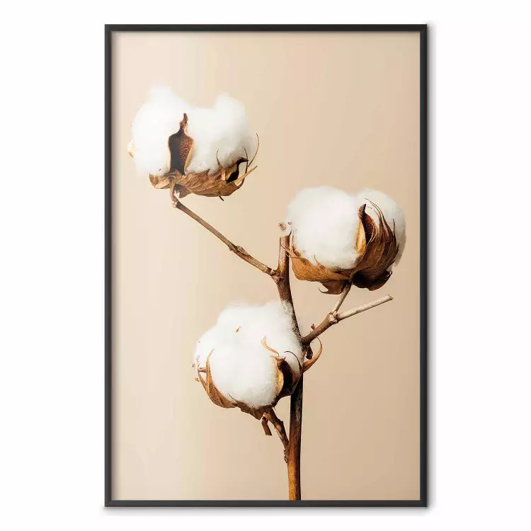 Soft Saturation - plant with cotton flower on a light uniform background