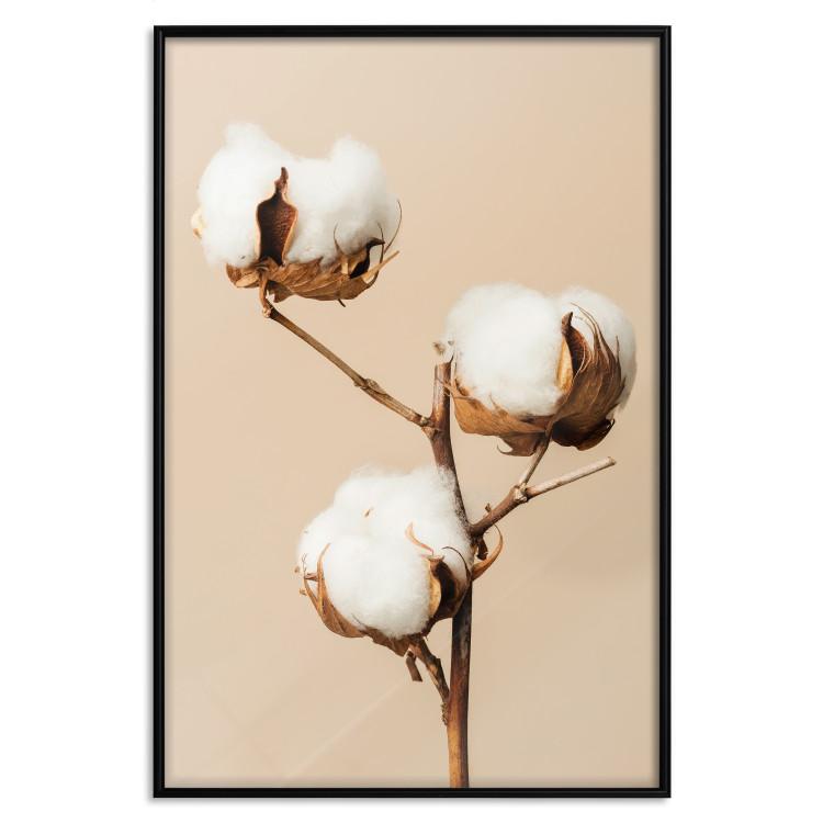 Poster Soft Saturation - plant with cotton flower on a light uniform background