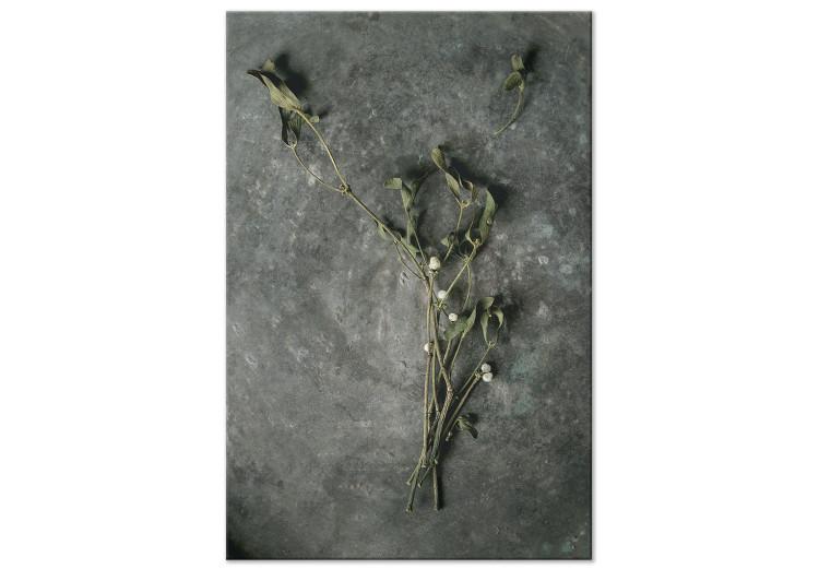 Dried mistletoe - a winter botanical photograph on a grey stone