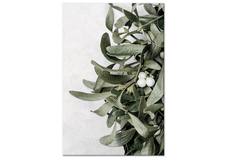 Canvas Print Mistletoe leaves - winter, botanical photography on white background