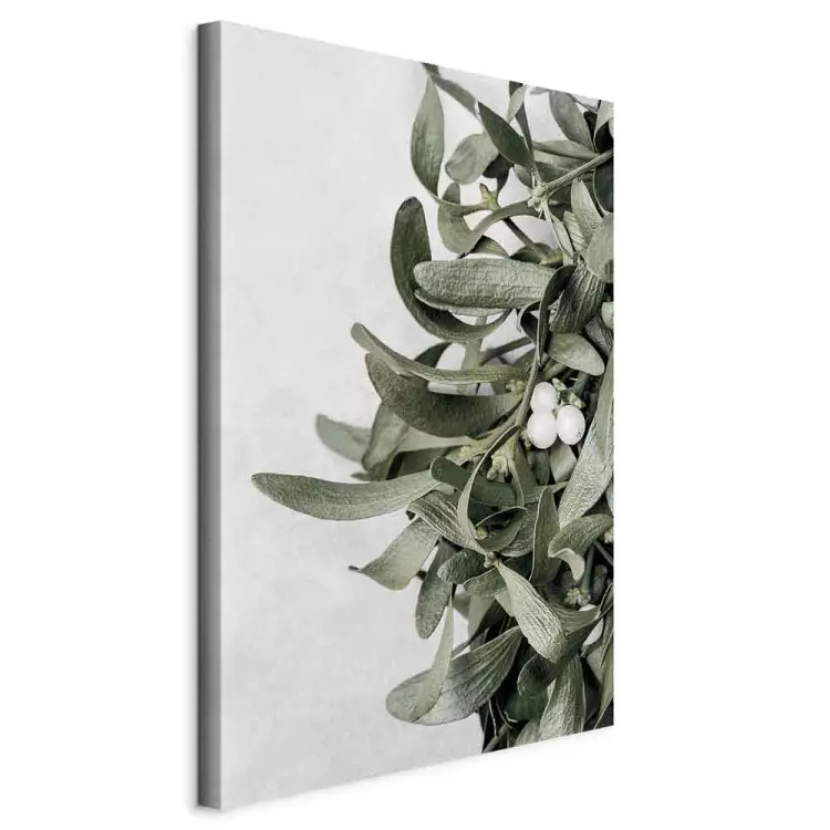 Mistletoe leaves - winter, botanical photography on white background