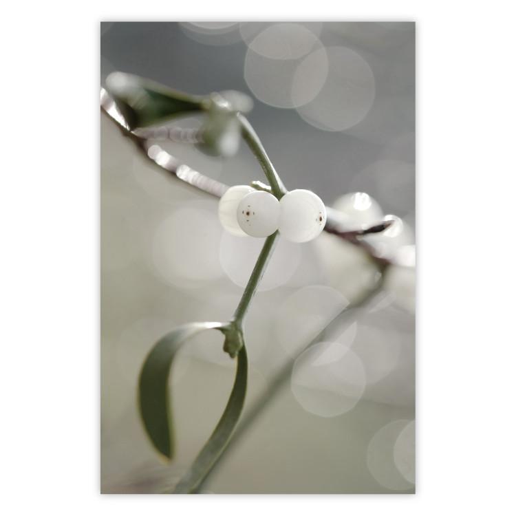 Poster Purity of Mist - composition of a plant with white flowers on a nature background