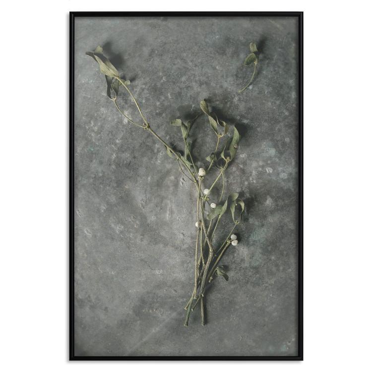 Poster Evergreen Love - plant with white flowers lying on concrete