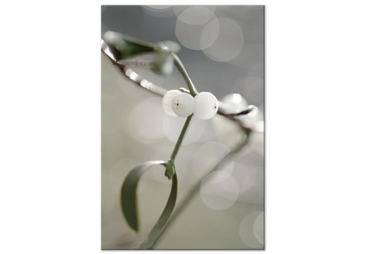Canvas Print Mistletoe sprig - winter, botanical photography on a grey background