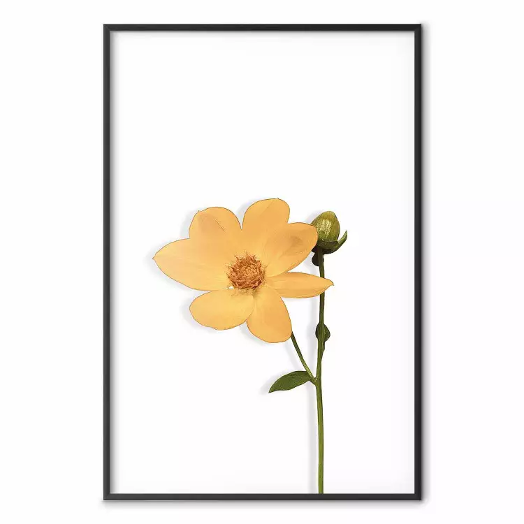 Lovely Flower - a plant with a yellow flower on a uniform white background